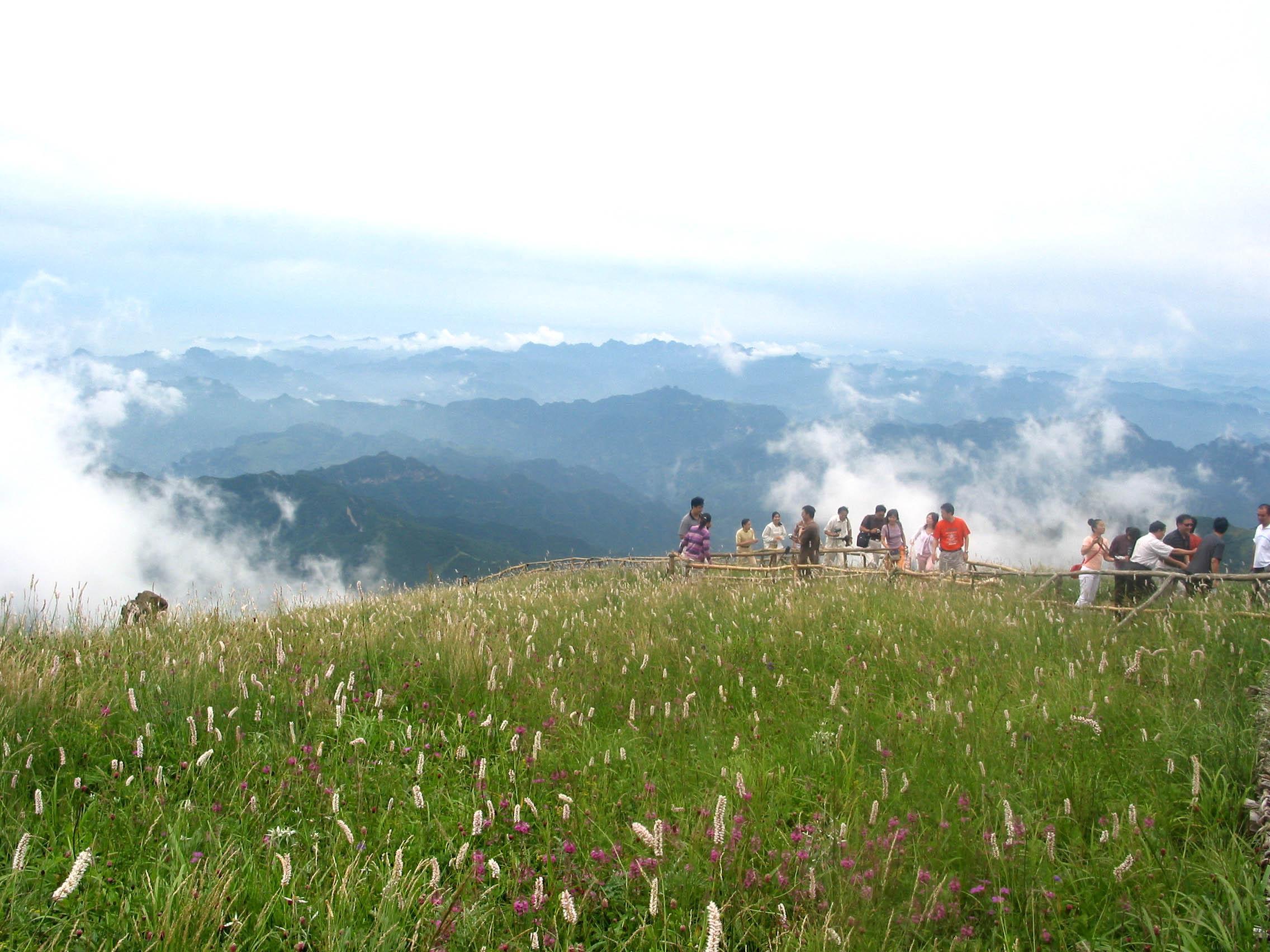 探寻野花秘境，心灵之旅的最新探索之旅（2024年11月13日最新更新）