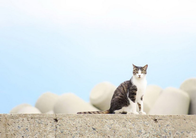 11月14日伊人猫咪之旅，与自然同行，探寻内心宁静