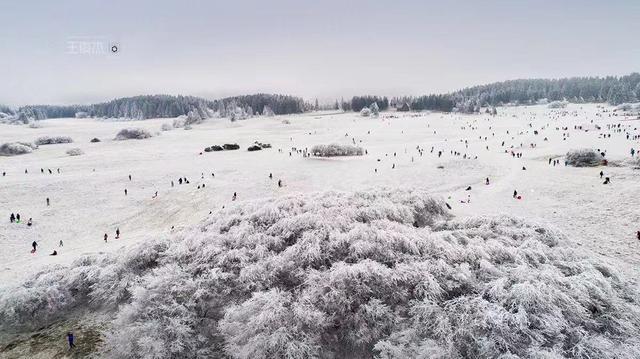 历史上的12月13日重庆仙女山雪景实录，雪落瞬间，时光静止的美好瞬间视频